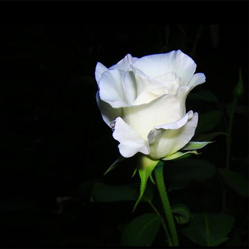 white_rose_mawar_putih.jpg