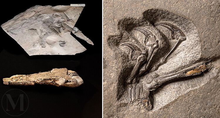 Окаменелость птерозавра возрастом 170 млн лет, более известного как птеродактиль