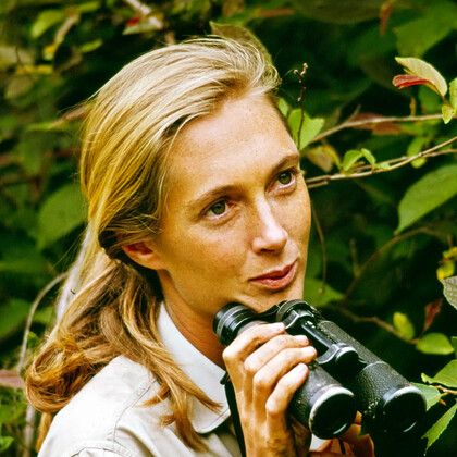 Ушла из жизни легендарная исследовательница шимпанзе Джейн Гудолл