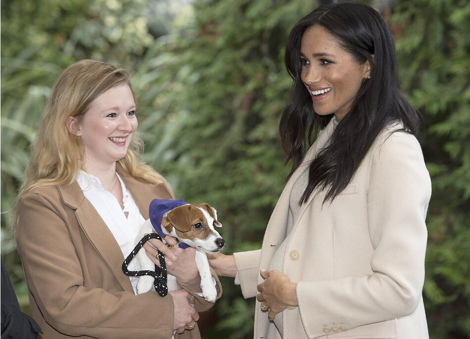 Меган, герцогиня Сассекская, знакомится с Мэгги, Джеком Расселом, Эммой Драйвер и Зои Эдвардс во время ее визита в Mayhew, благотворительную организацию по защите животных, 16 января 2019 года в Лондоне, Англия