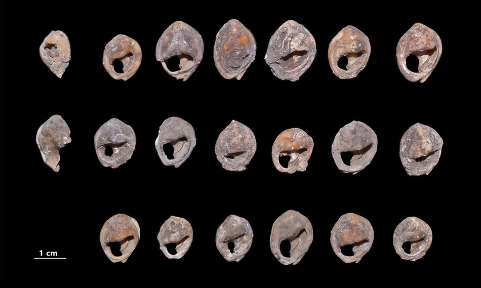 Бусы из раковин возрастом около 150 000 лет найдены в Марокко