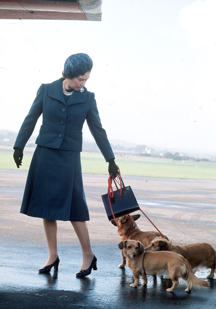  Елизавета II не может выгуливать своих любимых собак из-за проблем со здоровьем