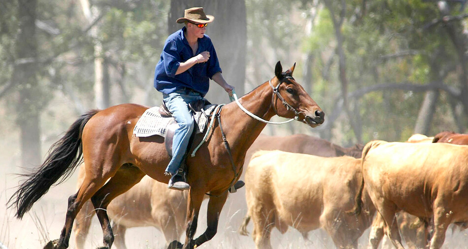 Принцу Гарри было 19 лет, когда он работал на скотоводческом ранчо в глубинке Центрального Квинсленда, Австралия