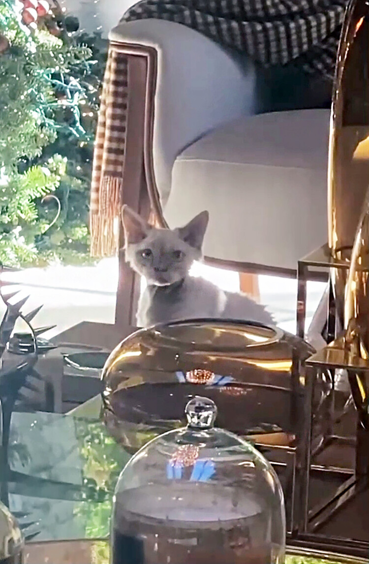 Дженнифер Лопес поделилась снимком нового члена семьи, кота Хендрикса, 2021