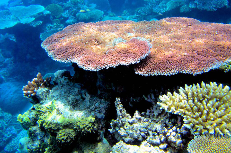 Билли Айлиш объявила о сотрудничестве с CoralWatch по спасению большого кораллового рифа Австралии 