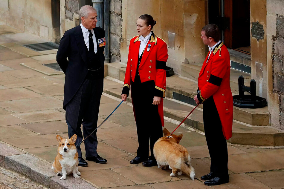 Принц Эндрю с собаками&nbsp;Её Величества по кличке Мик и Сэнди