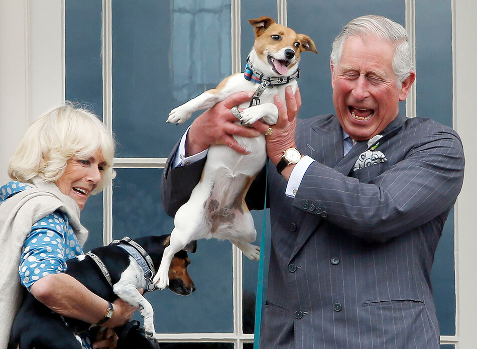 Очаровательные собачки герцогини Корнуолл и принца Уэльского украли всё внимание на фотографии годовщины свадьбы Камиллы Паркер &ndash; Боулз и принца Чарльза