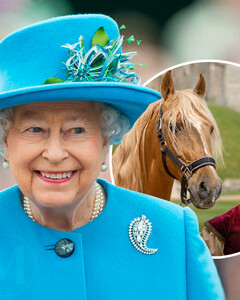 Президент Азербайджана подарил Елизавете II лошадь редкой породы — Карабахского скакуна по кличке «Шохрат»