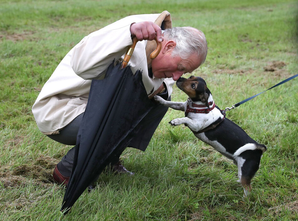 Король Карл III задаёт моду на новую породу собак