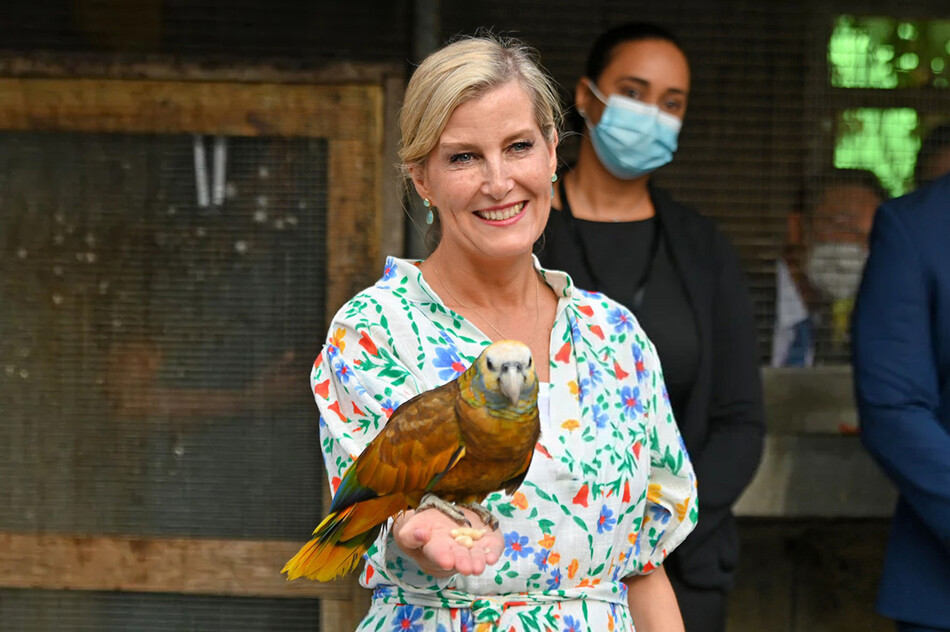 Софи, графиня Уэссекская с попугаем в Ботаническом саду 23 апреля 2022 года в Кингстауне, Сент-Винсент и Гренадины