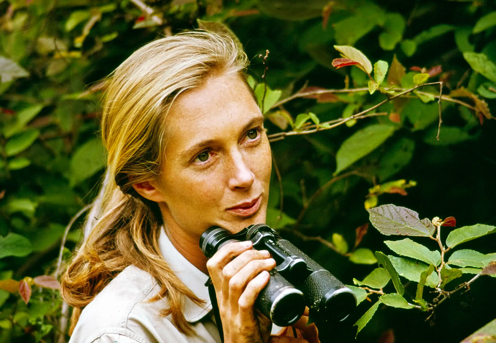 Ушла из жизни легендарная исследовательница шимпанзе Джейн Гудолл