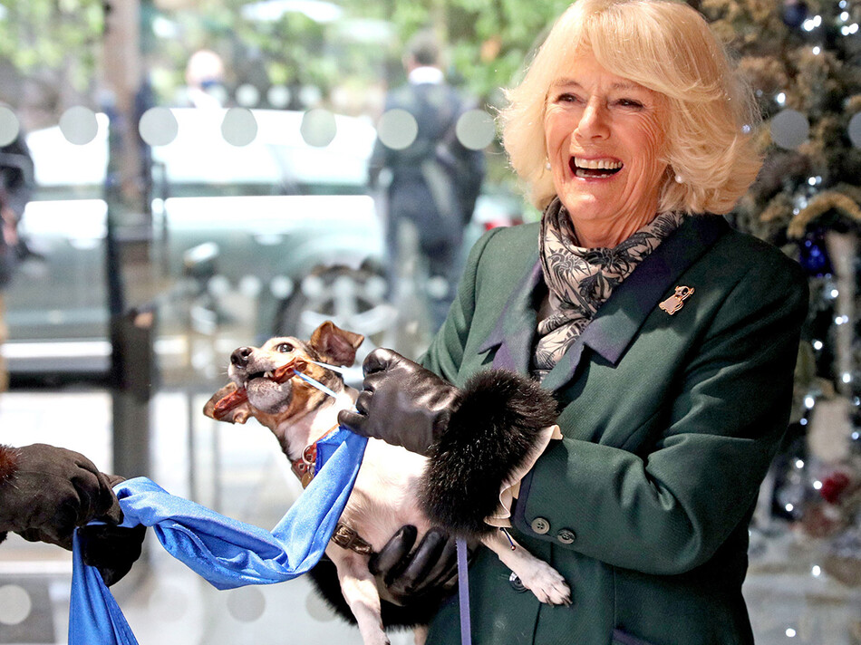Камилла, герцогиня Корнуолла с Бет, её собакой терьером Джек-Рассел, открывают мемориальную доску во время открытия нового питомника для собак и кошек 9 декабря 2020 года в Виндзоре, Англия