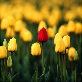 Парфюмерная весна. Часть 1: тюльпан