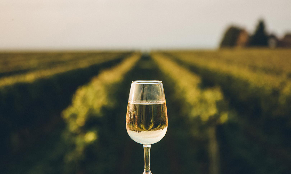 Что будет если пить вино. Vino polza 011 Mainstyle. Что будет если пить вино фото. Что будет если пить вино-Vino polza 011 Mainstyle. картинка Что будет если пить вино. картинка Vino polza 011 Mainstyle.