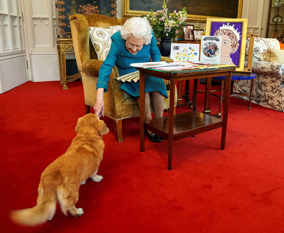 К королеве Елизавете II присоединяется одна из ее собак, Дорги по кличке Кэнди, когда она осматривает выставку памятных вещей с ее Золотого и Платинового юбилеев в Дубовой комнате в Виндзорском замке 4 февраля 2022 года в Виндзоре